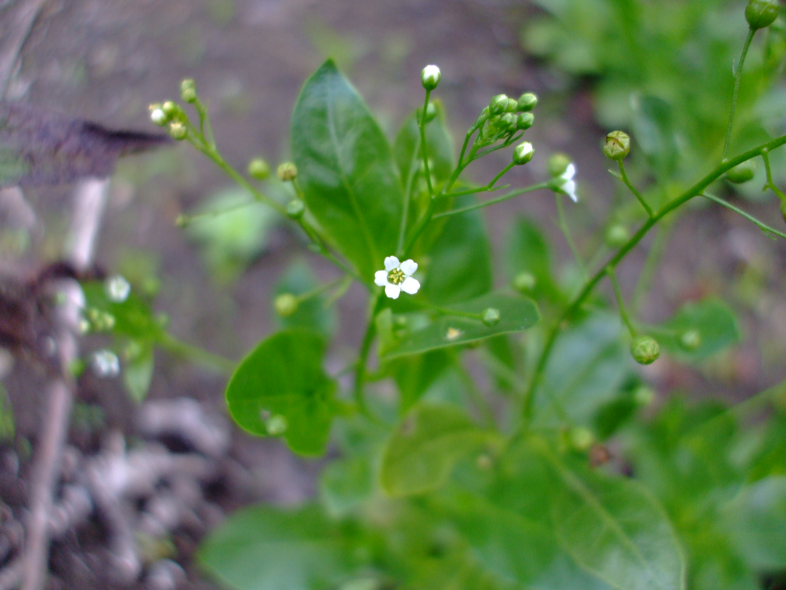 Samolus parviflorus